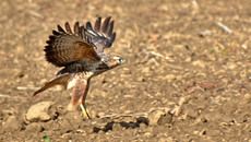 Mäusebussard_ (2).jpg